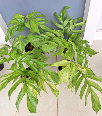 Epipremnum Pinnatum Mint Variegated