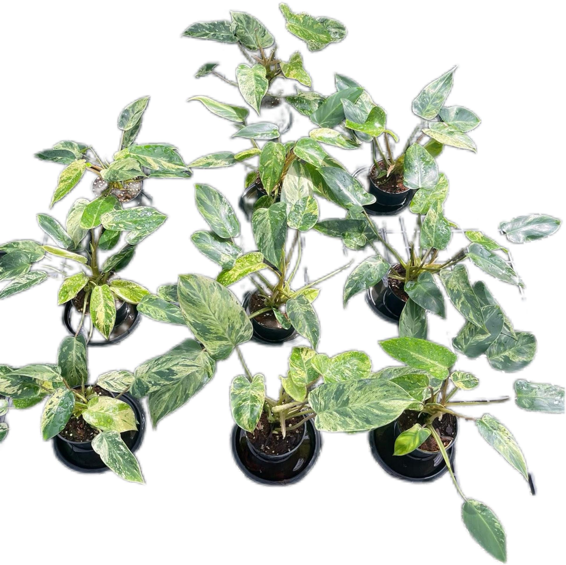 Philodendron Emerald Queen Variegated Set of 10 Plants
