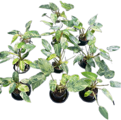 Philodendron Emerald Queen Variegated Set of 10 Plants