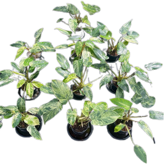Philodendron Emerald Queen Variegated Set of 10 Plants