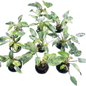 Philodendron Emerald Queen Variegated Set of 10 Plants