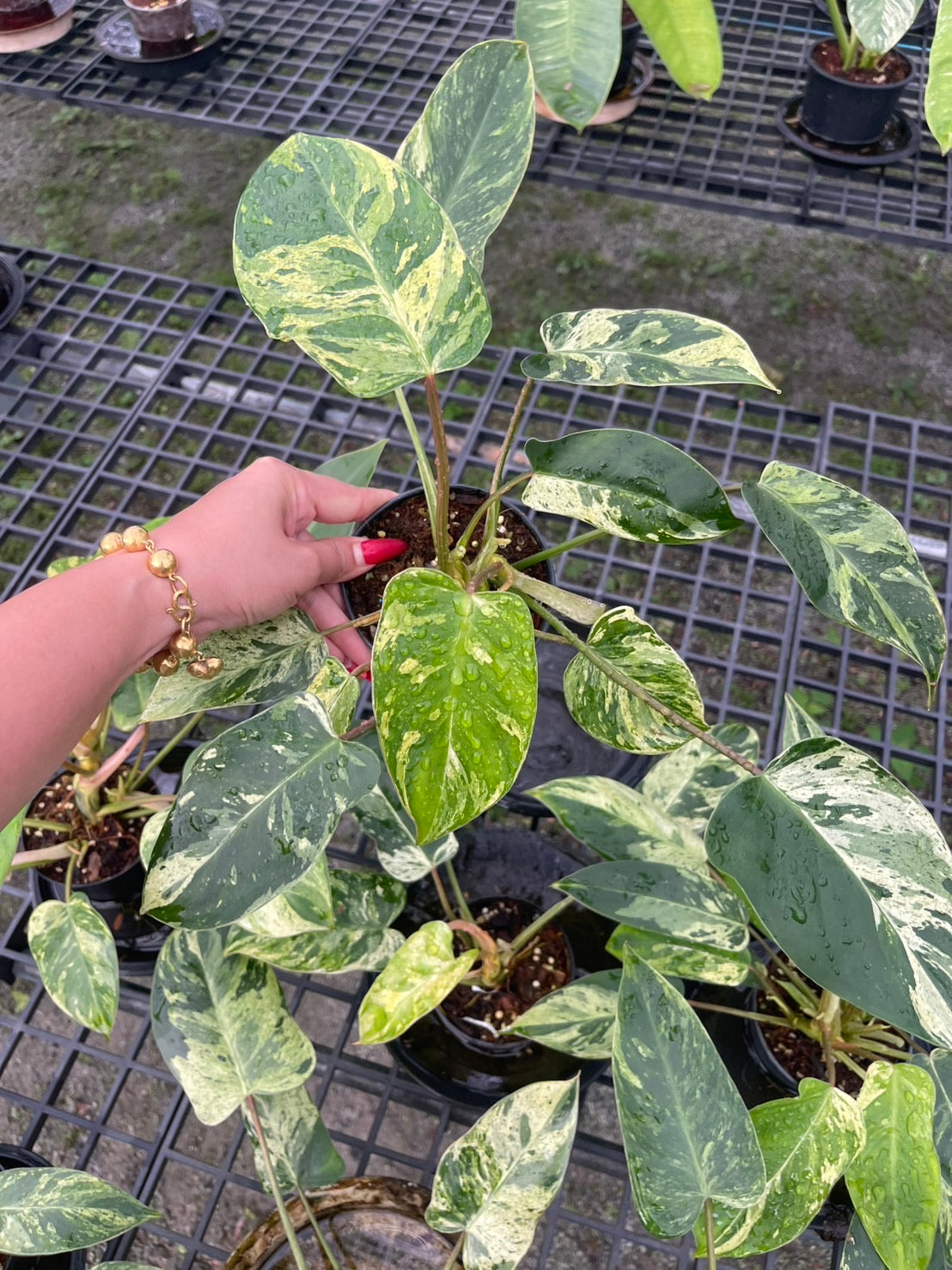 Philodendron Emerald Queen Variegated