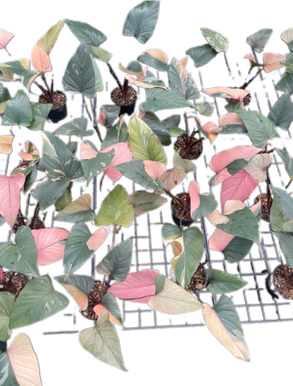 Homalomena Rubescens ‘Pink Diamond’ Variegated – Set of 10
