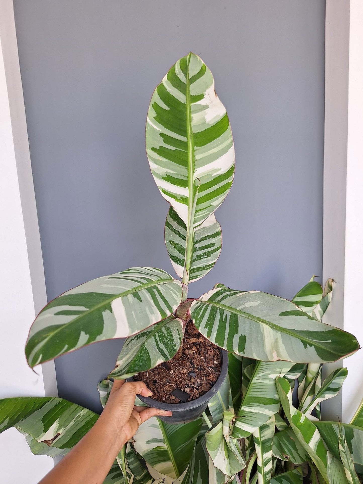 (Musa acuminata 'Florida Variegata')