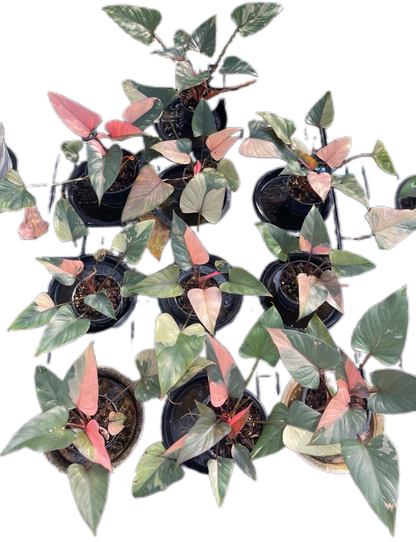 Homalomena Rubescens ‘Pink Diamond’ Variegated – Set of 10
