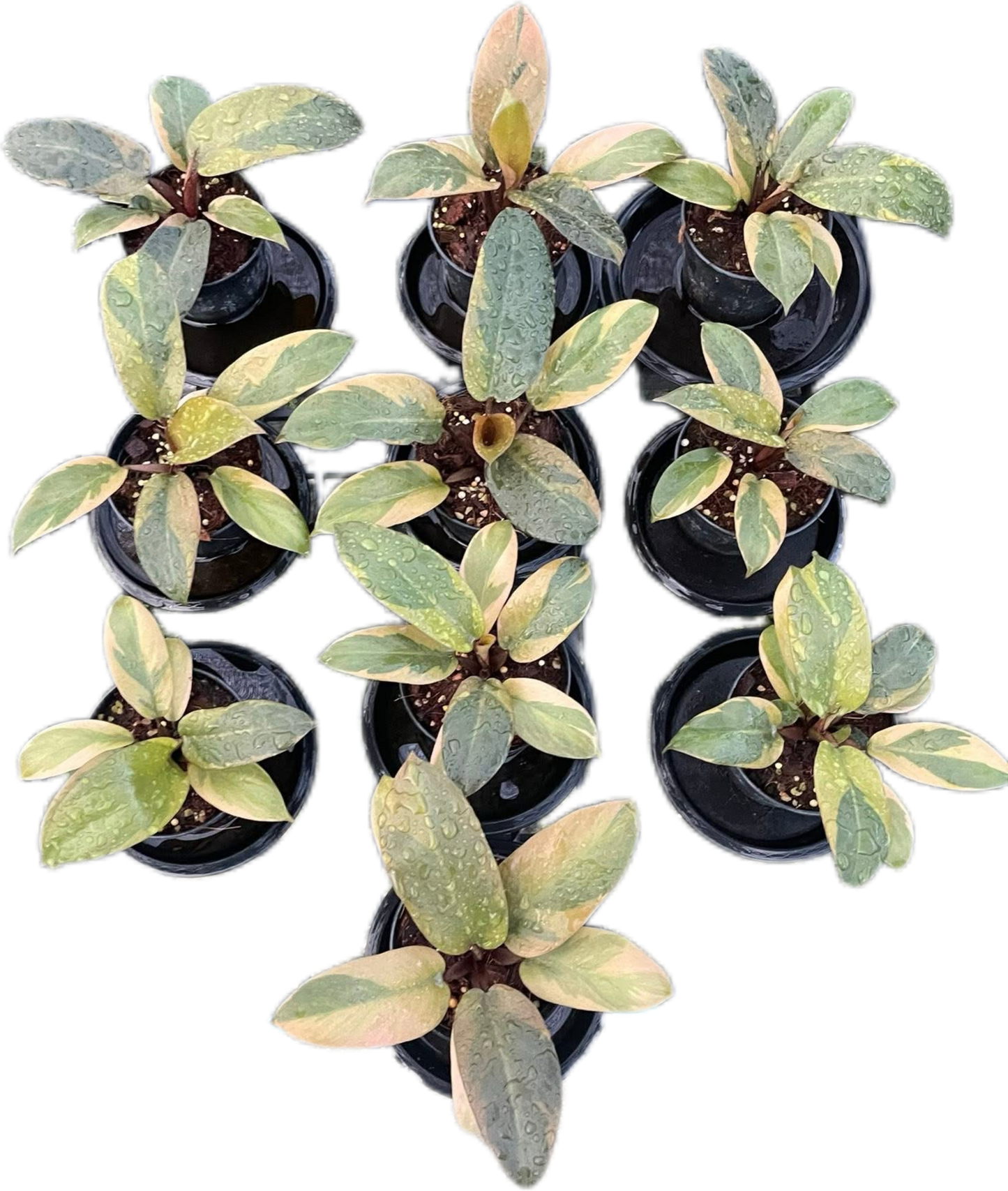 Philodendron Black Cardinal Variegated (no. 2) Set of 10 plants