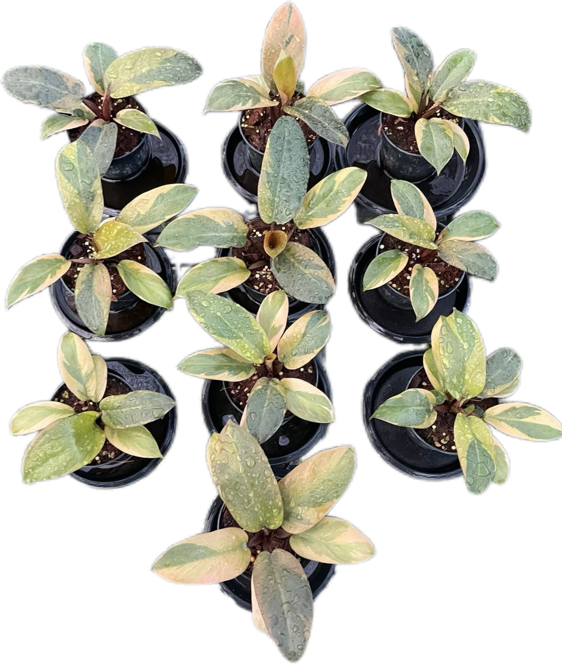 Philodendron Black Cardinal Variegated (no. 2) Set of 10 plants