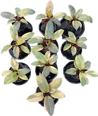 Philodendron Black Cardinal Variegated (no. 2) Set of 10 plants