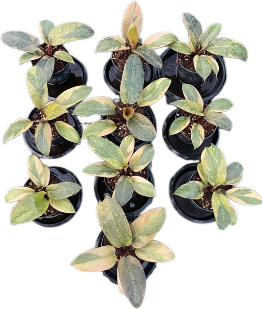Philodendron Black Cardinal Variegated (no. 2) Set of 10 plants