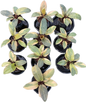 Philodendron Black Cardinal Variegated (no. 2) Set of 10 plants