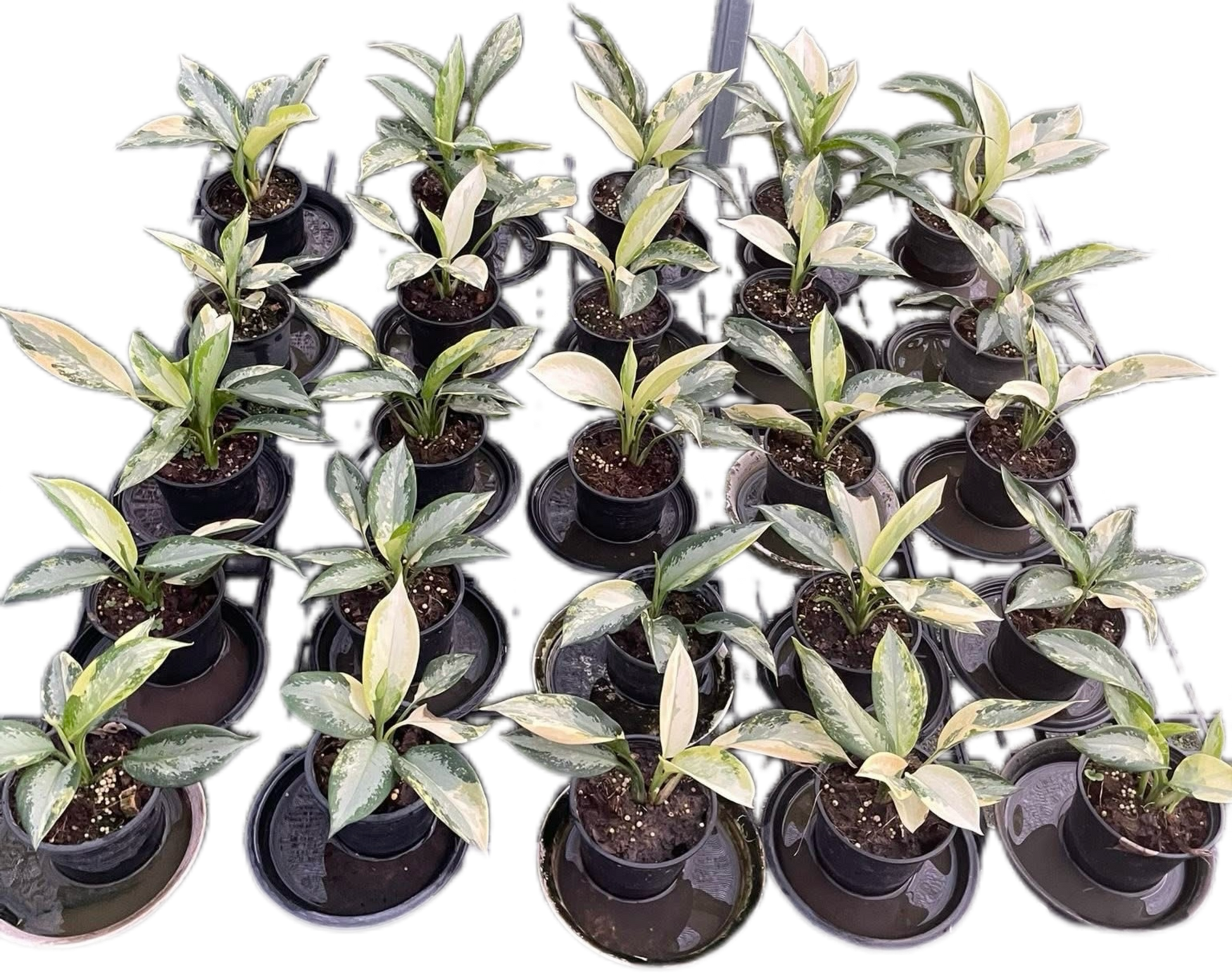aglaonema variegata Buy Aglaonema Suvarnabhumi Variegated (Bu…