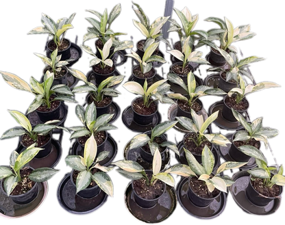 Aglaonema Suvarnabhumi Variegated (Bundle Sale 10 Plants)