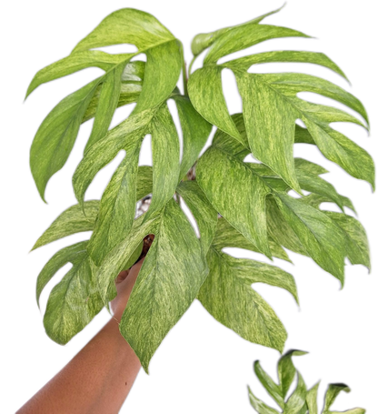 Epipremnum Pinnatum Mint Variegated
