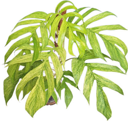 Epipremnum Pinnatum Mint Variegated