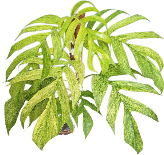 Epipremnum Pinnatum Mint Variegated