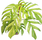 Epipremnum Pinnatum Mint Variegated