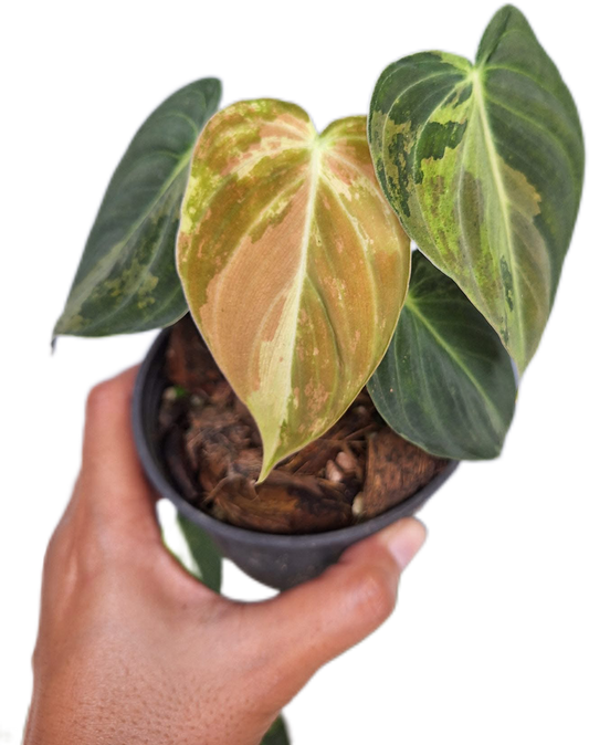 Philodendron Melanochrysum Variegated