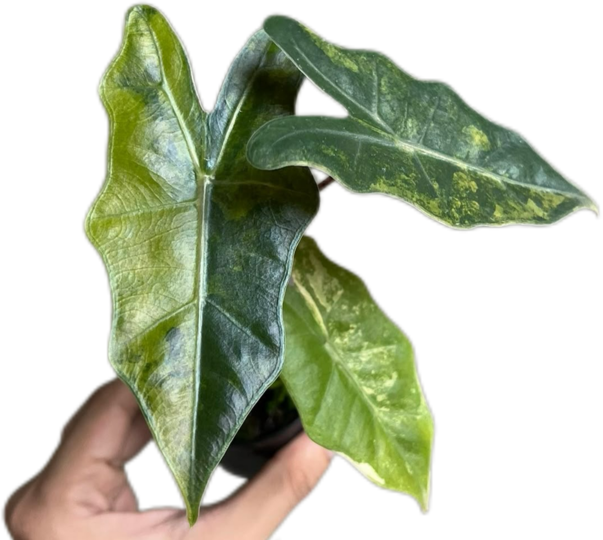 Alocasia Pseudo Sanderiana Aurea Variegated