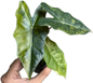 Alocasia Pseudo Sanderiana Aurea Variegated