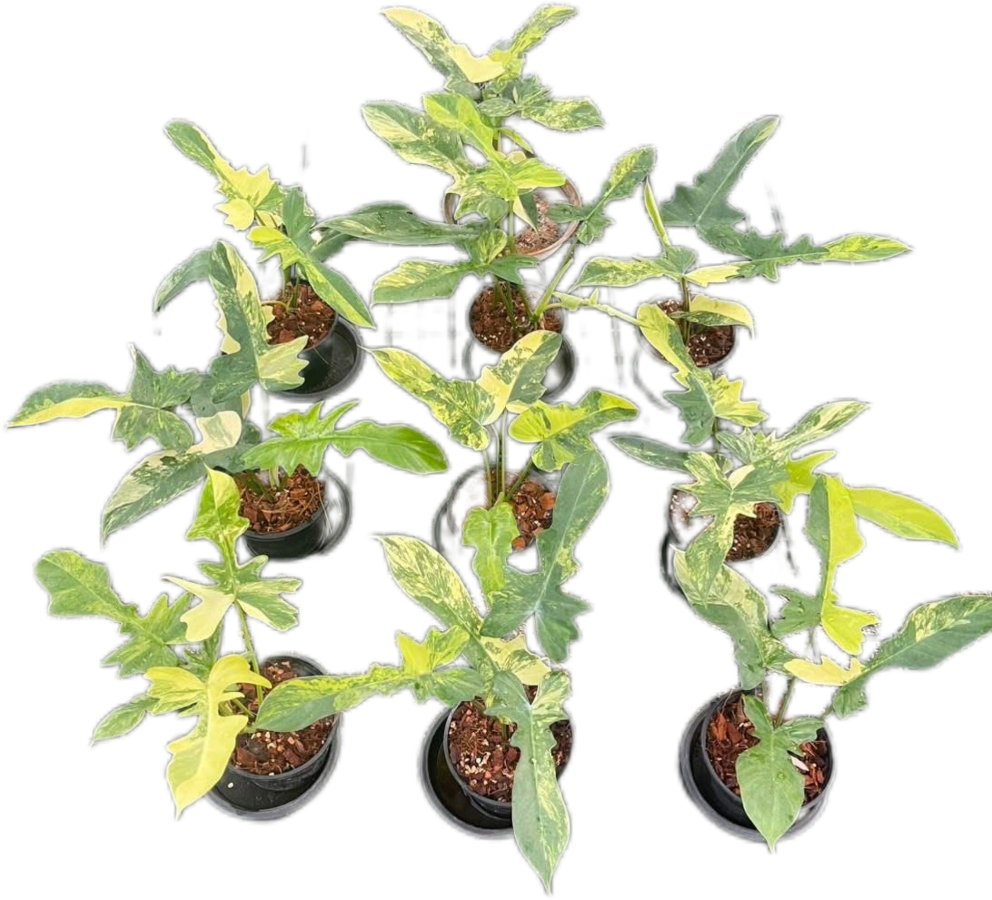 Philodendron Florida Beauty x Mayoi Variegated Set of 10 Plants