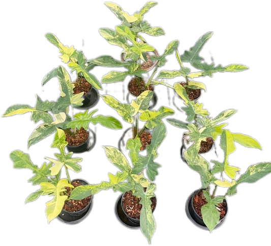 Philodendron Florida Beauty x Mayoi Variegated Set of 10 Plants