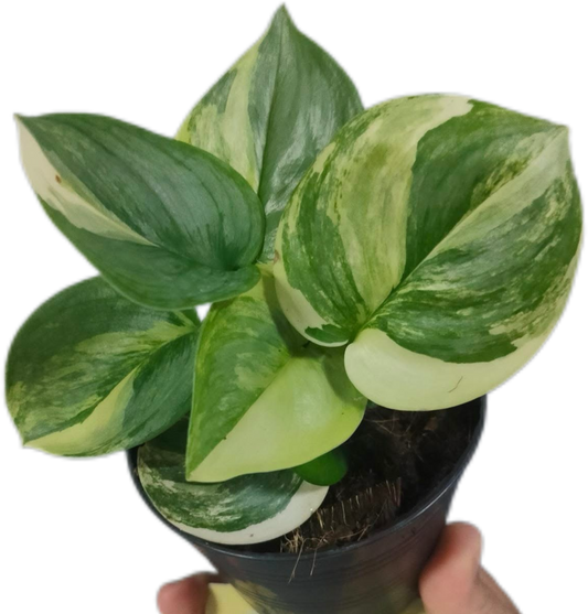 Scindapsus Rubicon Aurea Variegated 