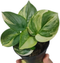 Scindapsus Rubicon Aurea Variegated 