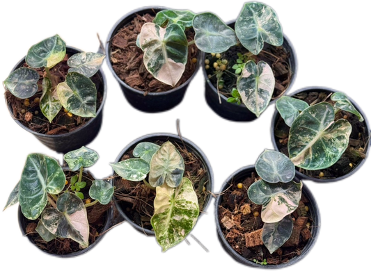 Alocasia Heart Balloon Pink Variegated (Set of 5)