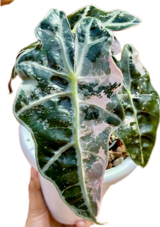 Alocasia Amazonica Albo Variegated