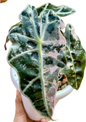 Alocasia Amazonica Albo Variegated