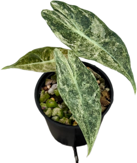 Alocasia Black Satun “Stardust” Variegated