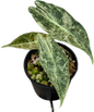 Alocasia Black Satun “Stardust” Variegated