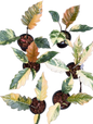 Philodendron Caramel Marble – Set of 6 Plants:
