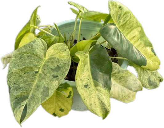 Philodendron Burle Marx Mint – Set of 10 Plants
