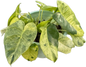 Philodendron Burle Marx Mint – Set of 10 Plants