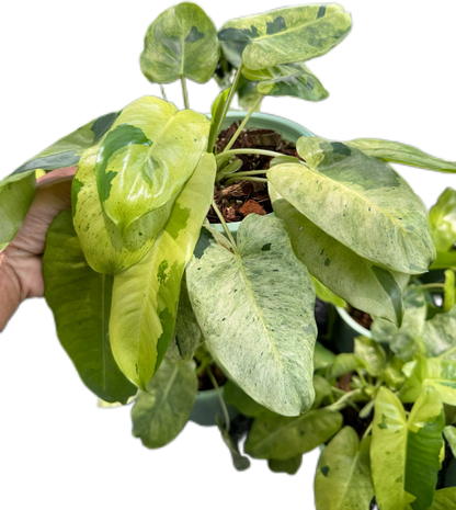 Philodendron Burle Marx Mint – Set of 10 Plants