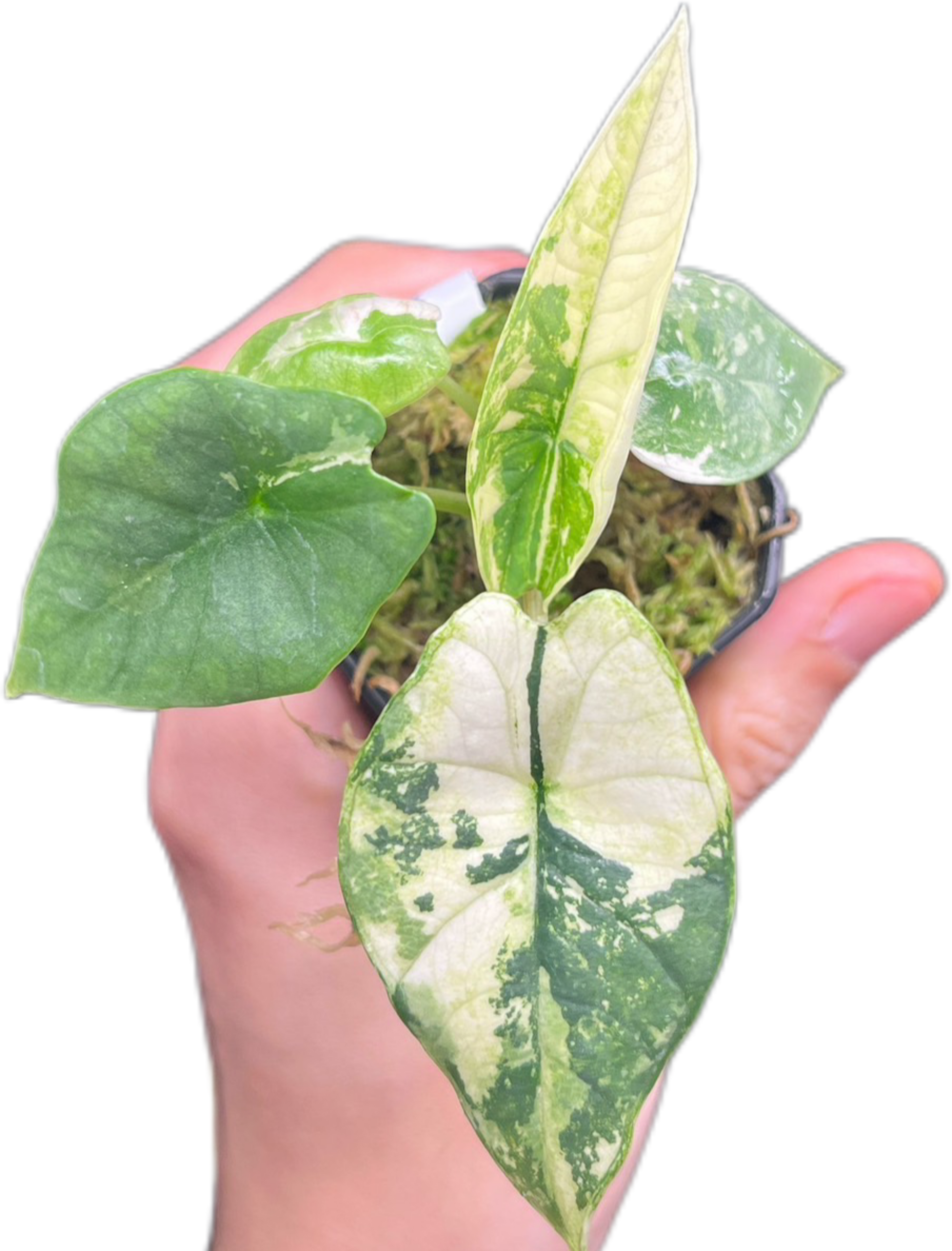 Alocasia Bisma (Platinum) Variegated