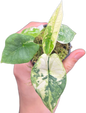 Alocasia Bisma (Platinum) Variegated