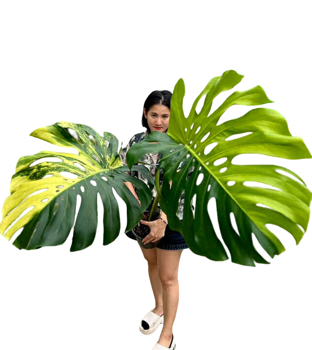 Monstera Deliciosa “Yellow Marilyn” Variegated – Big Size (Actual Plant)