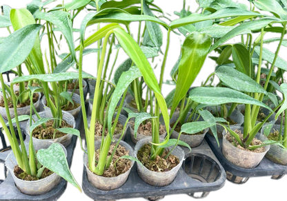 Monstera Burle Marx Flame (Wholesale Set of 10 Plants)