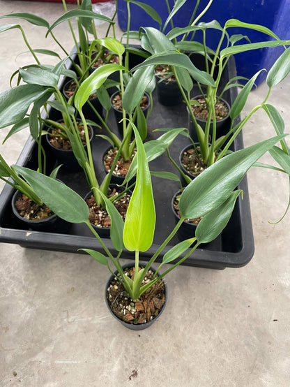 Monstera Burle Marx Flame (Wholesale Set of 10 Plants)