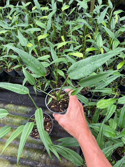Monstera Burle Marx Flame (Wholesale Set of 10 Plants)