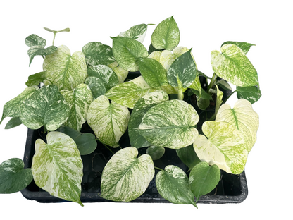 Monstera Deliciosa White Monster Set of 5 Plants