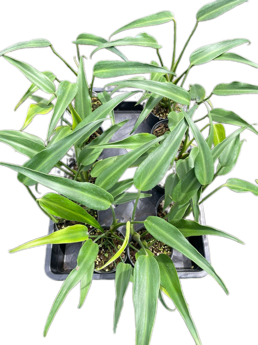 Monstera Burle Marx Flame (Wholesale Set of 10 Plants)