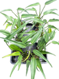 Monstera Burle Marx Flame (Wholesale Set of 10 Plants)