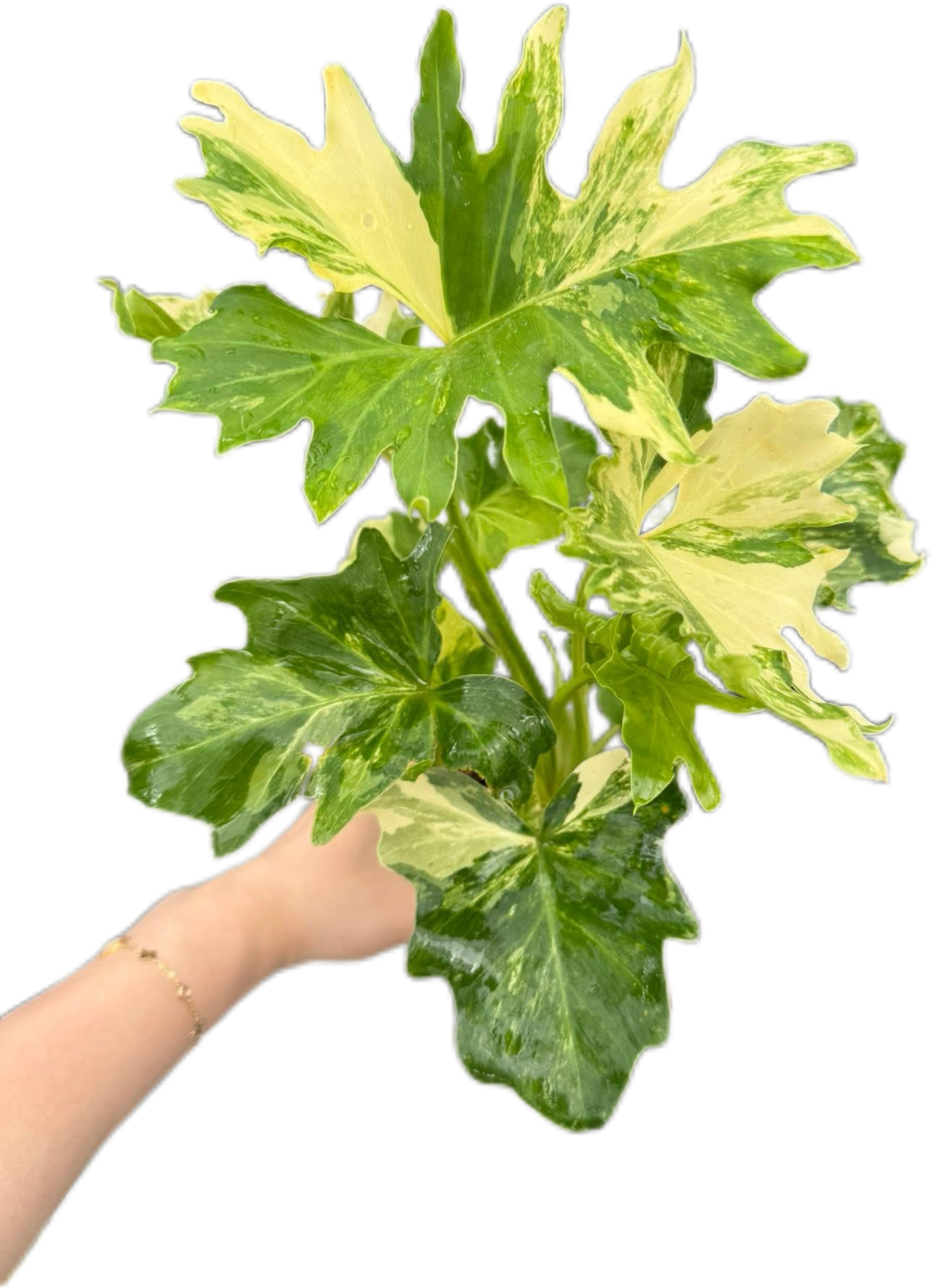 Philodendron Selloum Variegated [Wholesale Set of 10 Plants