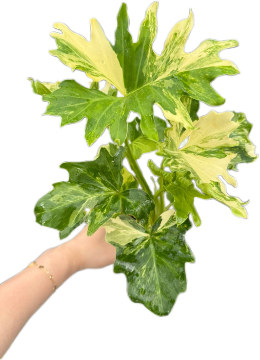 Philodendron Selloum Variegated [Wholesale Set of 10 Plants