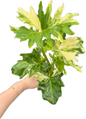 Philodendron Selloum Variegated [Wholesale Set of 10 Plants