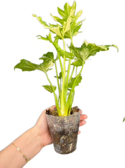 Philodendron Selloum Variegated [Wholesale Set of 10 Plants