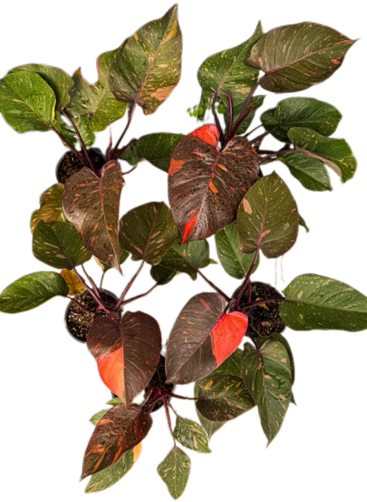 Philodendron Orange Princess Variegated Set of 10 Plants